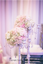 Carolina Wedding Belle in Raleigh, NC