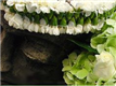 Novelty Leis Florist in San Francisco, CA