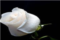 White Rose Movers in Detroit, MI