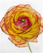 Wendell Design Group Florist