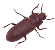 Day Nite Pest Control