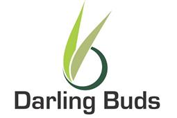 Darling Buds Hair Transplant