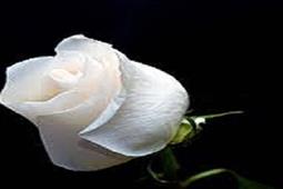 White Rose Movers