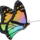 The Yoga School And Ayurvedic Healing Center