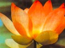 Ayurvedic Medicine And Classical Yoga Therapy